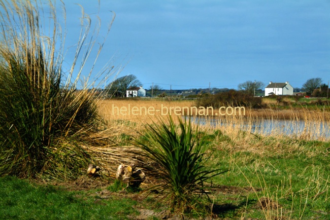 View from Tralee Canal 